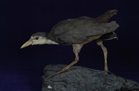 藏品(白腹秧雞)的圖片